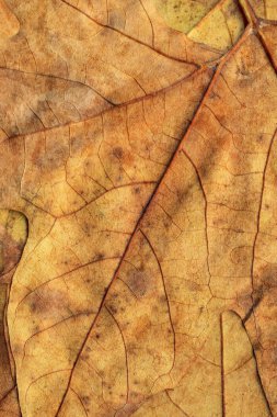 Sonbahar Kuru akçaağaç arka plan dokusu bırakır