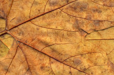 Sonbahar Kuru akçaağaç arka plan dokusu bırakır