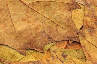 Sonbahar Kuru akçaağaç arka plan dokusu bırakır