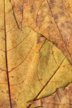 Sonbahar Kuru akçaağaç arka plan dokusu bırakır