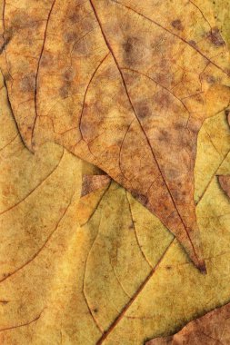 Sonbahar Kuru akçaağaç arka plan dokusu bırakır