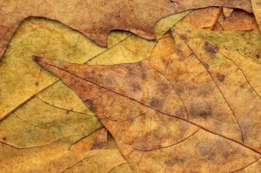 Sonbahar Kuru akçaağaç arka plan dokusu bırakır