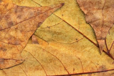 Sonbahar Kuru akçaağaç arka plan dokusu bırakır