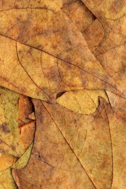 Sonbahar Kuru akçaağaç arka plan dokusu bırakır