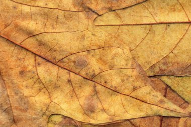 Sonbahar Kuru akçaağaç arka plan dokusu bırakır