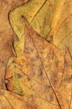 Sonbahar Kuru akçaağaç arka plan dokusu bırakır