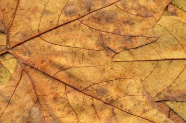 Sonbahar Kuru akçaağaç arka plan dokusu bırakır