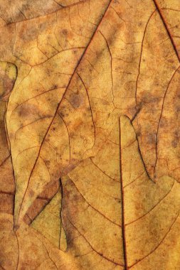 Sonbahar Kuru akçaağaç arka plan dokusu bırakır