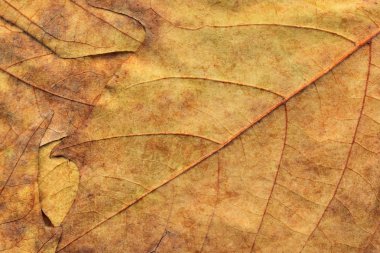 Sonbahar Kuru akçaağaç arka plan dokusu bırakır