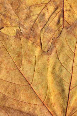 Sonbahar Kuru akçaağaç arka plan dokusu bırakır