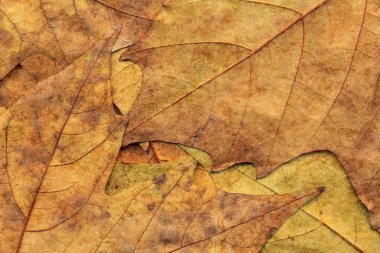 Sonbahar Kuru akçaağaç arka plan dokusu bırakır