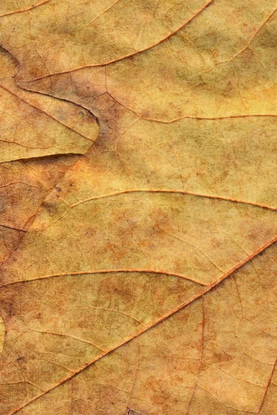 Herbst trocken Ahorn Blätter Hintergrund Textur — Stockfoto