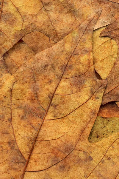 Sonbahar Kuru akçaağaç arka plan dokusu bırakır