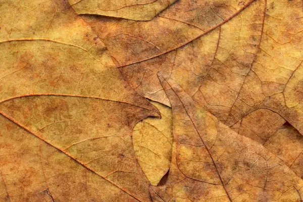 Herbst trocken Ahorn Blätter Hintergrund Textur — Stockfoto