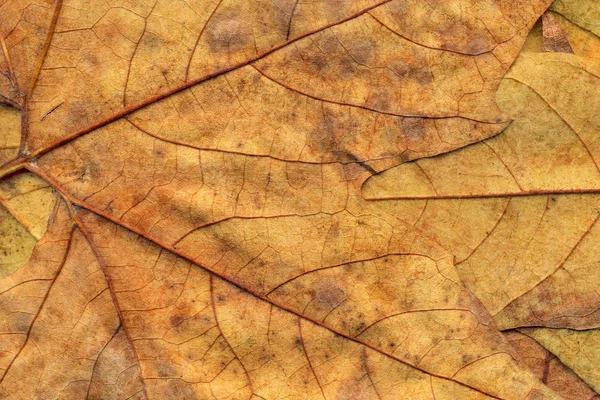 Sonbahar Kuru akçaağaç arka plan dokusu bırakır