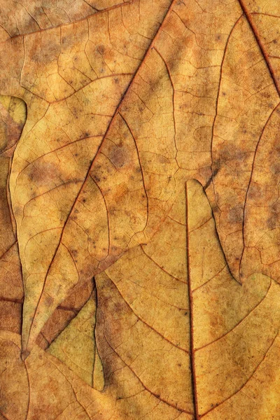 Sonbahar Kuru akçaağaç arka plan dokusu bırakır