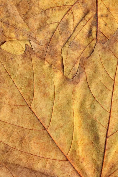 Outono seco bordo deixa textura de fundo — Fotografia de Stock