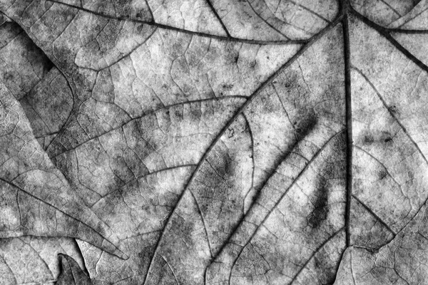 Otoño caído seco arce hojas gris grunge fondo textura — Foto de Stock