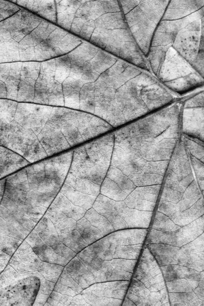 Outono caído seco bordo deixa cinza Grunge fundo textura — Fotografia de Stock