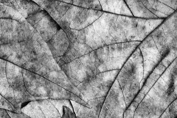 Otoño caído seco arce hojas gris grunge fondo textura — Foto de Stock