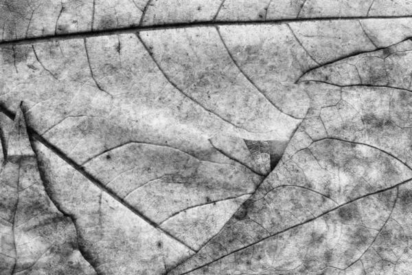 Autumn Flex Dry Maple Leaves Grey Grand Foundation Texture — стоковое фото