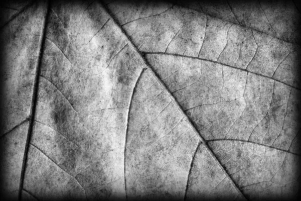 Autumn Fallen Dry Maple Leaves Gray Vignetted Grunge Background Texture — Stock Photo, Image