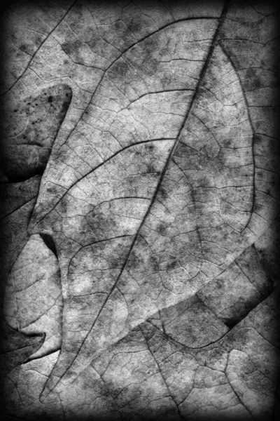 Осінь падіння сухий клен листя сірого віньєтки гранж текстури тла — стокове фото