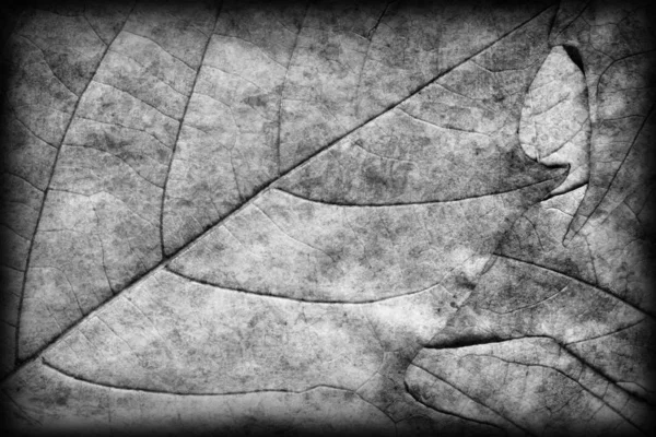 Herbst gefallen trocken Ahorn Blätter grau vignettiert Grunge Hintergrund Textur — Stockfoto