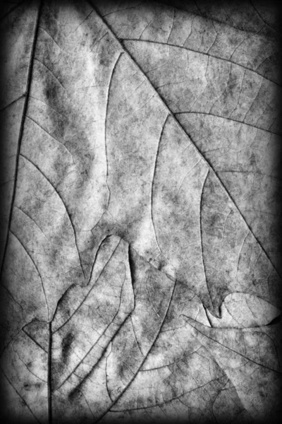 Herfst gevallen droge esdoorn bladeren grijs Vignetted Grunge achtergrond textuur — Stockfoto
