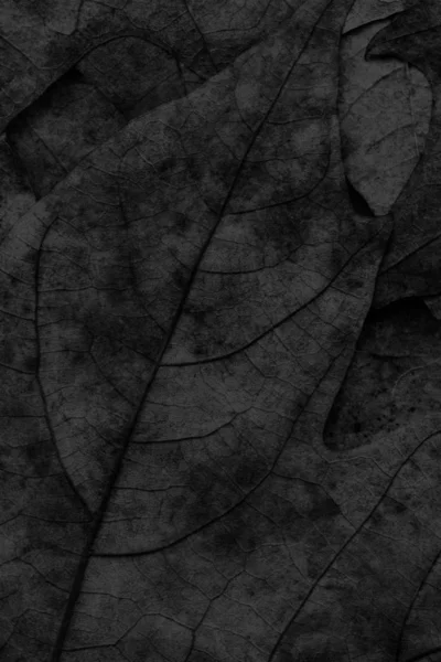 Otoño caído seco arce hojas negro grunge fondo textura —  Fotos de Stock