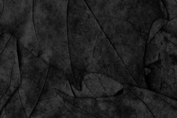 Otoño caído seco arce hojas negro grunge fondo textura —  Fotos de Stock