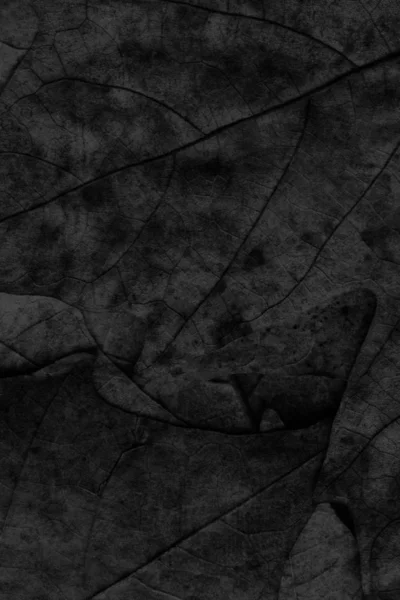Otoño caído seco arce hojas negro grunge fondo textura —  Fotos de Stock