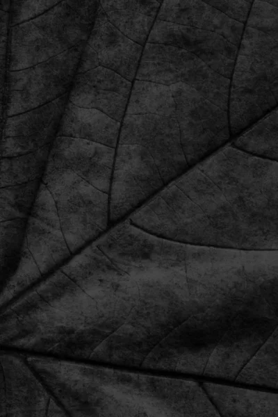 Autumn Fallen Dry Maple Leaves Black Grunge Background Texture — Stock Photo, Image