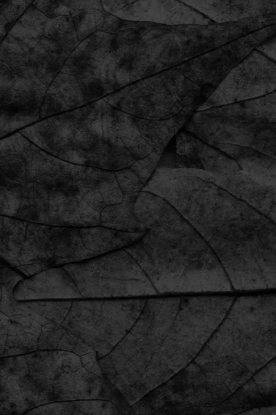 Otoño caído seco arce hojas negro grunge fondo textura —  Fotos de Stock