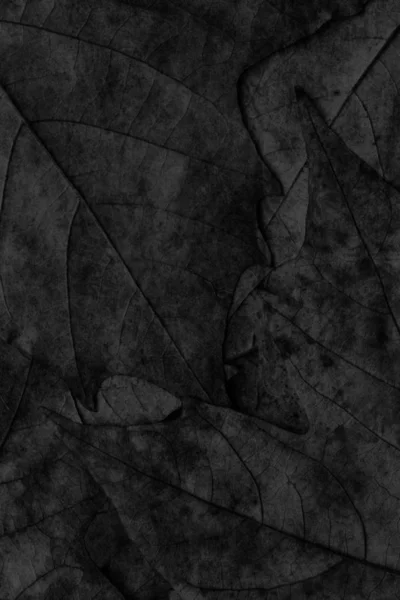 Jesienią upadłych klon suchych liści czarny Grunge tekstura — Zdjęcie stockowe