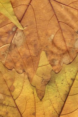 Sonbahar Kuru akçaağaç arka plan doku bırakır