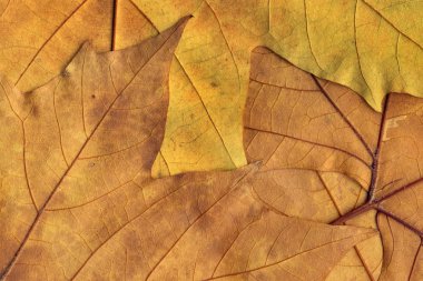 Sonbahar Kuru akçaağaç arka plan doku bırakır