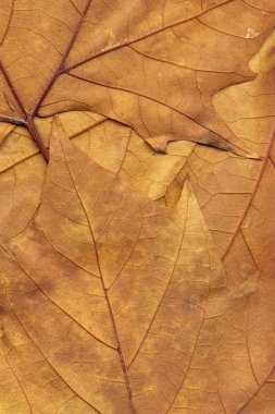 Sonbahar Kuru akçaağaç arka plan doku bırakır