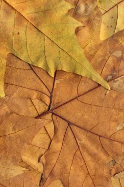Sonbahar Kuru akçaağaç arka plan doku bırakır