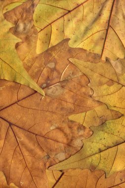 Sonbahar Kuru akçaağaç arka plan doku bırakır