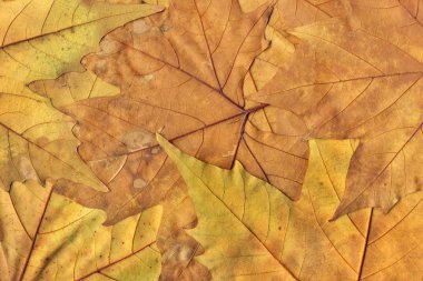 Sonbahar Kuru akçaağaç arka plan doku bırakır