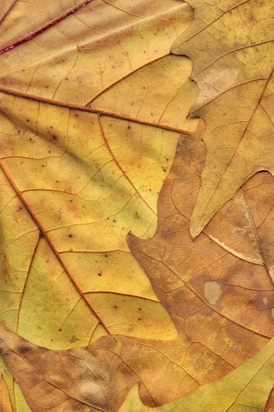 Feuilles d'érable sèches d'automne toile de fond Grunge Texture — Photo