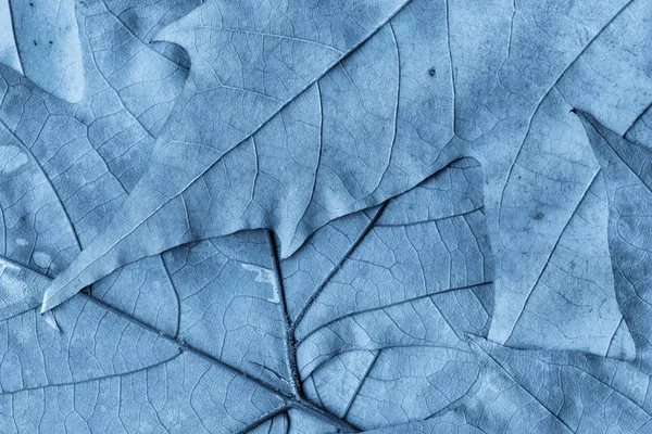 Otoño caído seco arce hojas azul grunge fondo textura — Foto de Stock
