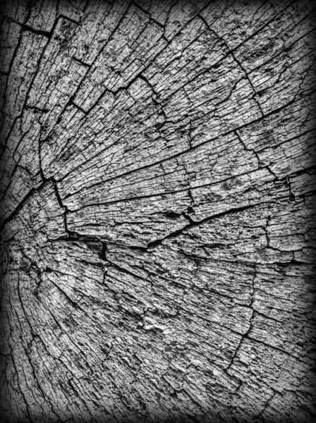 Oude verweerde gebarsten rotte stomp bovenste oppervlakte grijze Grunge textuur — Stockfoto