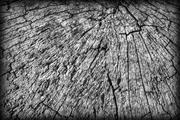 Old Weathered Cracked Rotten Stump Top Surface Gray Vignetted Grunge Texture — Stock Photo, Image