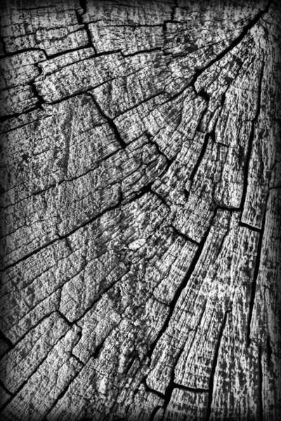 Oude verweerde gebarsten rotte stomp bovenste oppervlakte grijs Vignetted Grunge textuur — Stockfoto