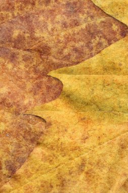 Sonbahar Kuru akçaağaç yaprakları arka plan doku