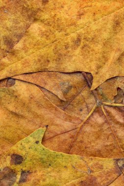 Sonbahar Kuru akçaağaç yaprakları arka plan doku