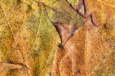 Sonbahar Kuru akçaağaç yaprakları arka plan doku