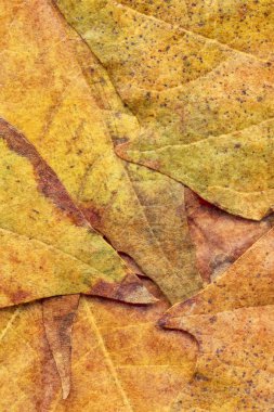 Sonbahar Kuru akçaağaç yaprakları arka plan doku